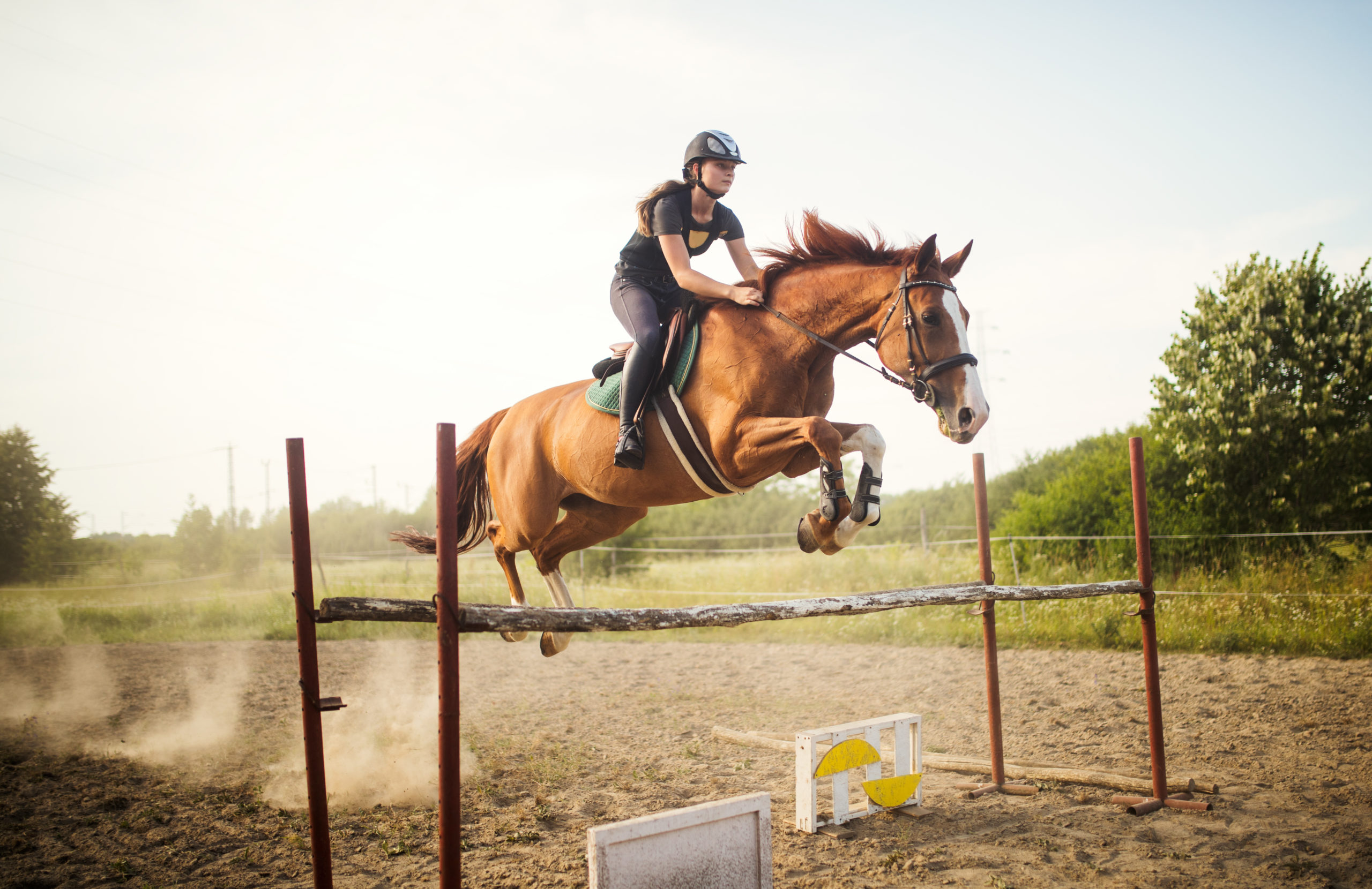 Anschaffung und Haltung eines Pferdes sind oft mit hohen Kosten verbunden.