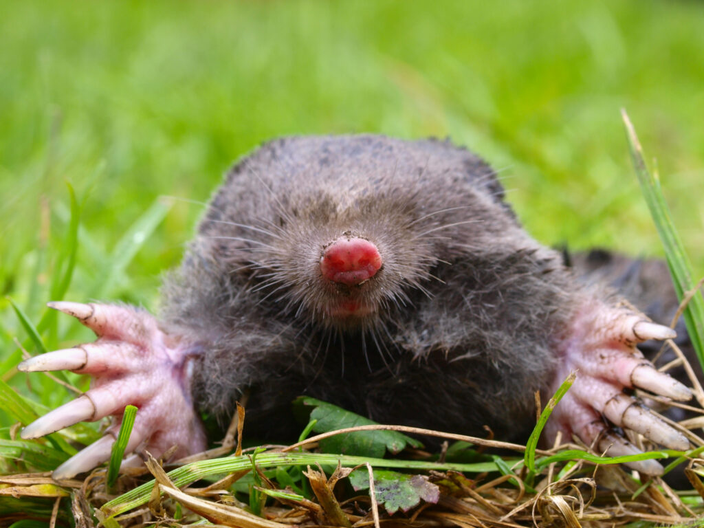 Was kostet eine Maulwurfbekämpfung im eigenen Garten?