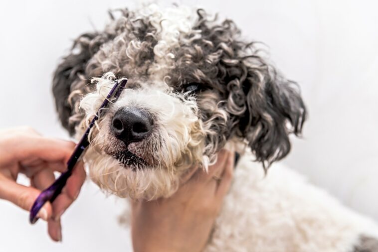 Ein Hundefriseur ist je nach Hunderasse sehr sinnvoll. Foto: ilona.shorokhova via Twenty20