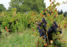 Bordeaux Weine sind für ihre Qualität und teils sehr hohen Preise weltberühmt. Foto gadabout via Twenty20