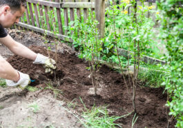 Mit ein wenig Geschick kann man auch eine Ligusterhecke selbst anpflanzen. Foto ©mika stock adobe